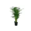 DYPSIS LUTESCENS Diametro Vaso 21 Cm