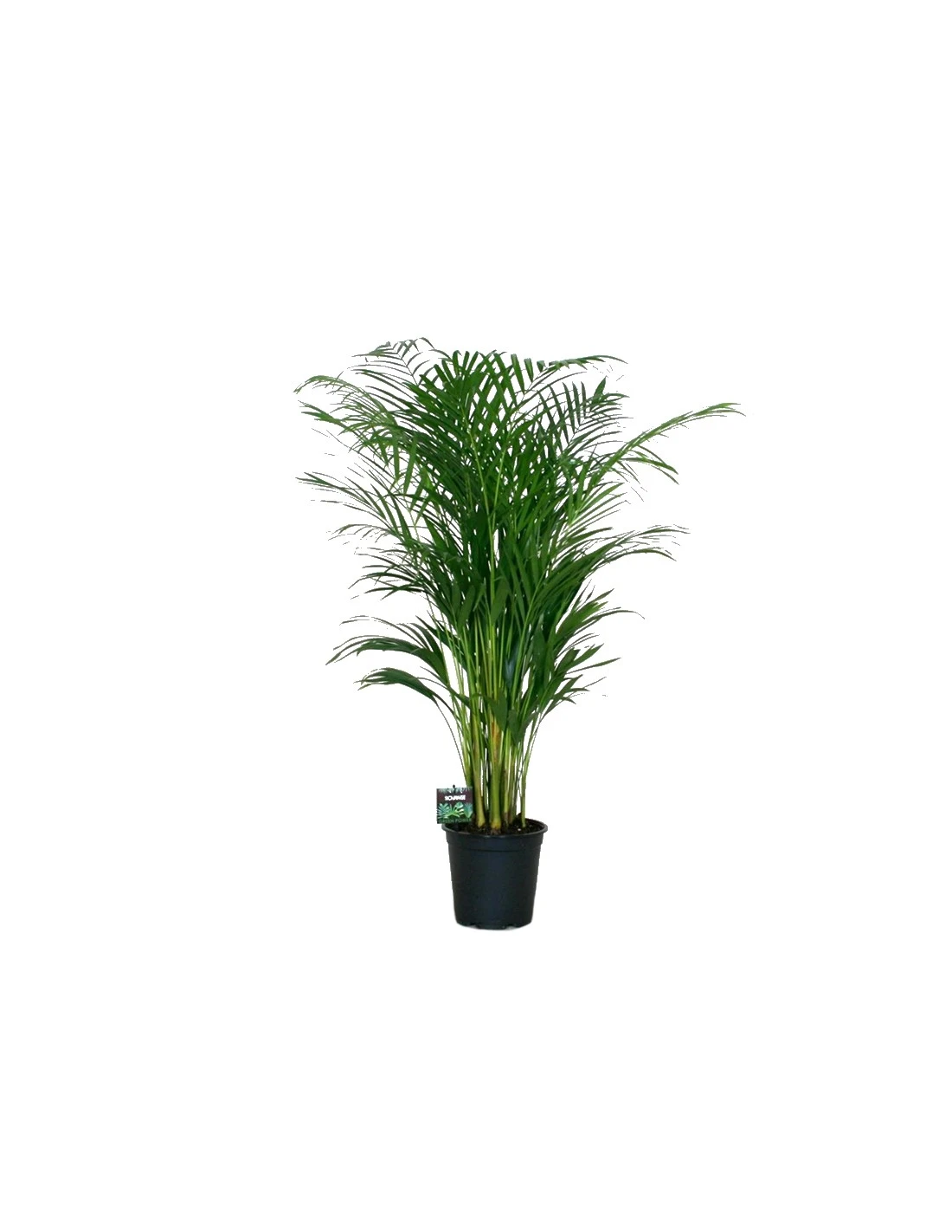DYPSIS LUTESCENS Diametro Vaso 21 Cm 1 DYPSIS LUTESCENS Diametro Vaso 21 Cm