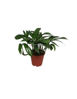 EPIPREMNUM PINNATUM ALTRA CODA DI DRAGO Diametro Vaso 19