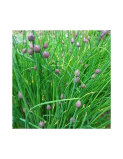 ERBA CIPOLLINA Diametro Vaso 14 Cm