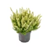 ERICA CALLUNA VULGARIS 'YELLOW' Diametro Vaso 11 Cm