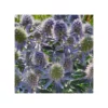 ERYNGIUM PLANUM "BLUE HOBBIT" VASO DIAMETRO 12 CM