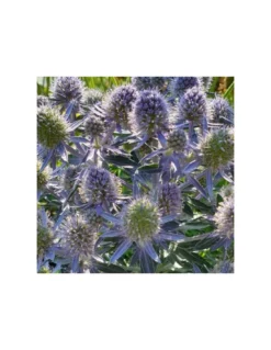 ERYNGIUM PLANUM "BLUE HOBBIT" VASO DIAMETRO 12 CM