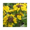 ERYSIMUM CANARIES YELLOW VASO DIAMETRO 12 CM