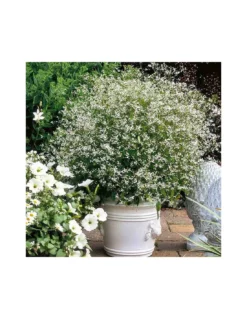 EUPHORBIA "Diamond Frost" Vaso Diametro 14 Cm