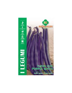 FAGIOLO NANO PURPLE QUEEN B 100 GR