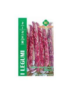 FAGIOLO RAMP. BRACE 120 GR