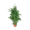 FICUS BENJAMINA 'DANIELLE'dimensione Vaso 27 Cm