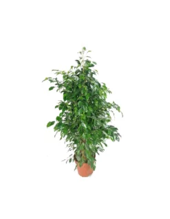 FICUS BENJAMINA 'DANIELLE'dimensione Vaso 27 Cm