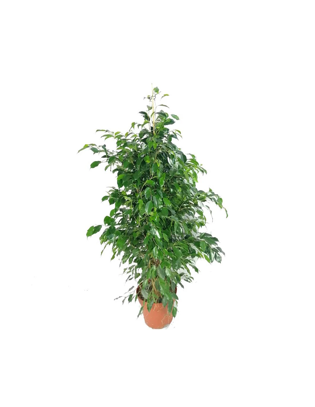 FICUS BENJAMINA 'DANIELLE'dimensione Vaso 27 Cm 1 FICUS BENJAMINA 'DANIELLE'dimensione Vaso 27 Cm