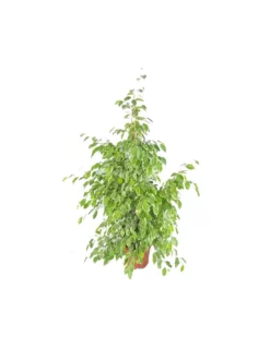 FICUS BENJAMINA 'GOLDEN KING' Dimensione Vaso 27 Cm