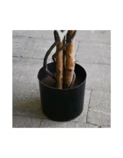 FICUS VARIEGATED H180XD90 Cm -Vendite Forniture Da Giardino ficus green variegated in plastic pot h180xd90cm 2