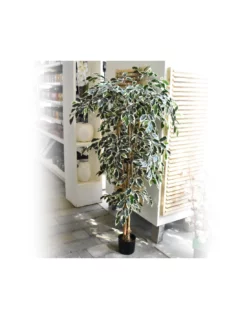 FICUS VARIEGATED H180XD90 Cm