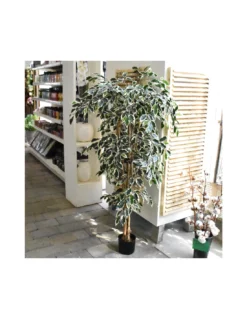 FICUS VARIEGATED H180XD90 Cm -Vendite Forniture Da Giardino ficus green variegated in plastic pot h180xd90cm 3