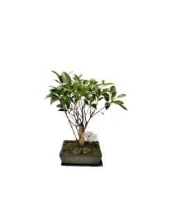 FICUS MICR. BONSAI FICUS RETUSA Diametro Vasi 20 Cm