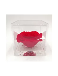 ROSA STABILIZZATA In CUBO 10X10 - RED