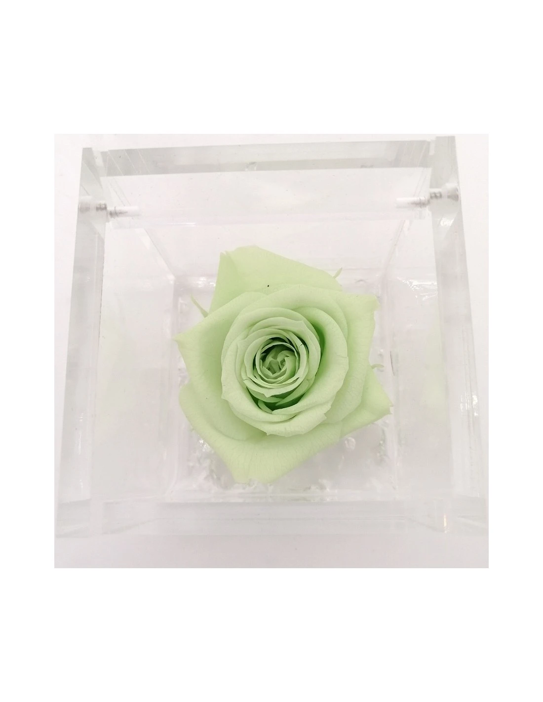 ROSA STABILIZZATA In CUBO 6X6 - GREEN 2 ROSA STABILIZZATA In CUBO 6X6 - GREEN - immagine 2