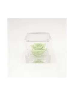 ROSA STABILIZZATA In CUBO 6X6 - GREEN