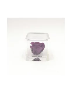 ROSA STABILIZZATA In CUBO 6X6 - VIOLET