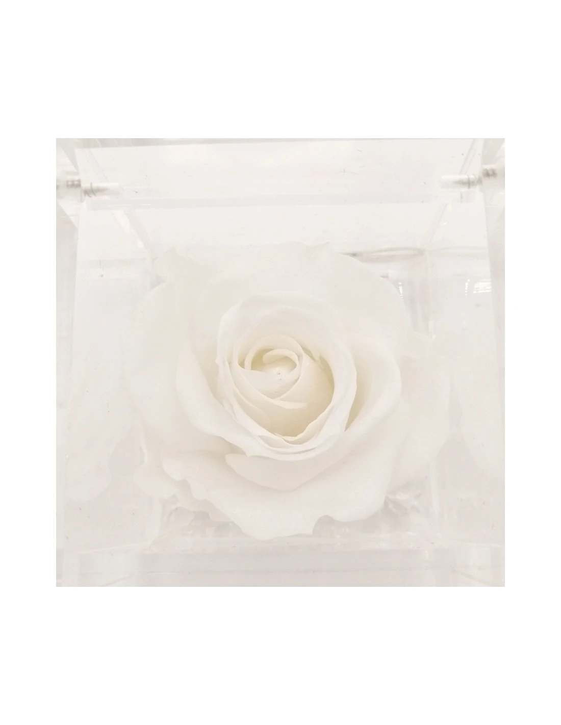 ROSA STABILIZZATA In CUBO 6X6 - WHITE 2 ROSA STABILIZZATA In CUBO 6X6 - WHITE - immagine 2