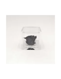 ROSA STABILIZZATA In CUBO 6X6 - BLACK