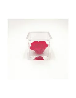 ROSA STABILIZZATA In CUBO 6X6 - RED