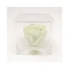 ROSA STABILIZZATA In CUBO 8X8 - GREEN