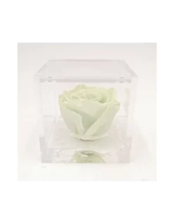 ROSA STABILIZZATA In CUBO 8X8 - GREEN