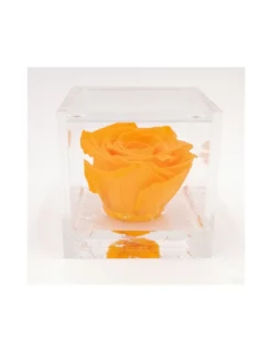 ROSA STABILIZZATA In CUBO 8X8 - ORANGE
