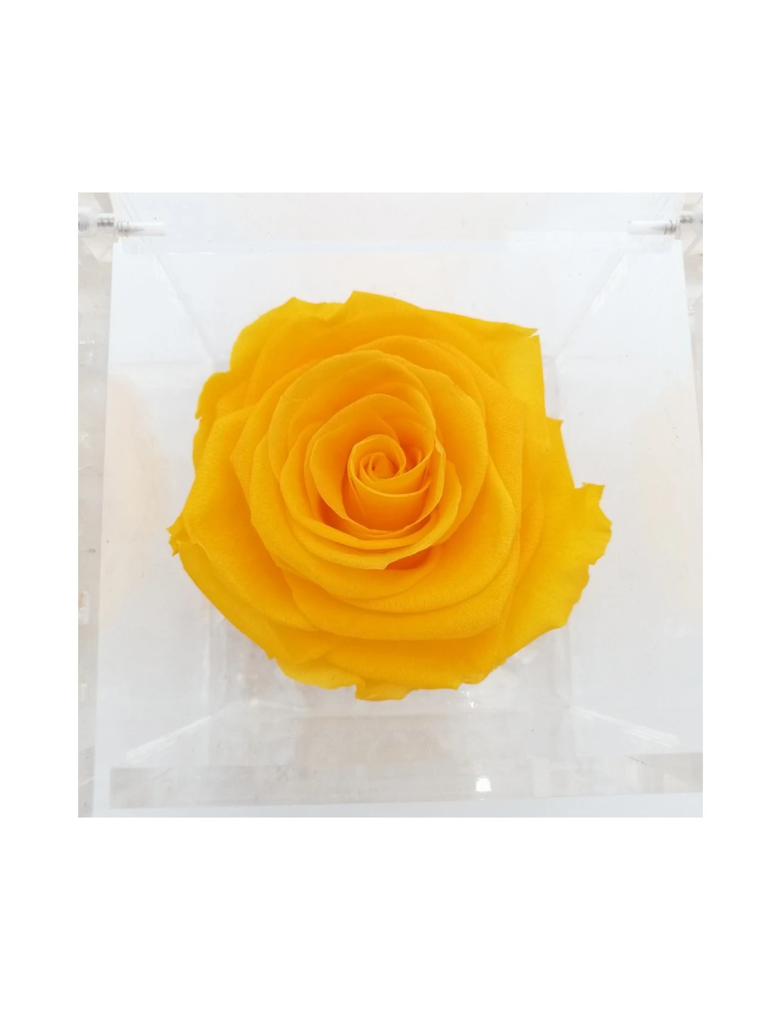 ROSA STABILIZZATA In CUBO 8X8 - YELLOW 2 ROSA STABILIZZATA In CUBO 8X8 - YELLOW - immagine 2