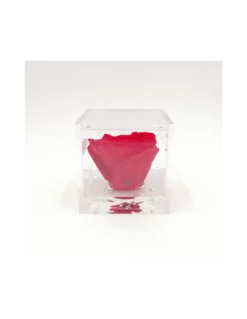 ROSA STABILIZZATA In CUBO 8X8 - RED