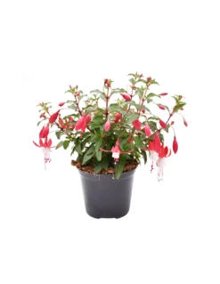 FUCSIA Diametro Vaso 14 Cm -Vendite Forniture Da Giardino fucsia vaso diametro 14 cm 1