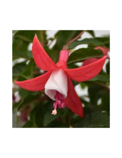 FUCSIA Diametro Vaso 14 Cm -Vendite Forniture Da Giardino fucsia vaso diametro 14 cm 2