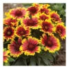 GAILLARDIA ARISTATA "ARIZONA SUN" Diametro Vaso 12 Cm