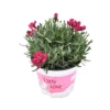 GAROFANO TENERIFE VIOLA Diametro Vaso 14 Cm