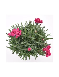 GAROFANO TENERIFE VIOLA Diametro Vaso 14 Cm -Vendite Forniture Da Giardino garofano v 14 tenerife viola 3