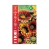 GAZANIA MULTICOLOR MAXI