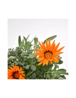 GAZZANIA Diametro Vaso 14 Cm 5 GAZZANIA Diametro Vaso 14 Cm -Vendite Forniture Da Giardino gazzania v 14 2