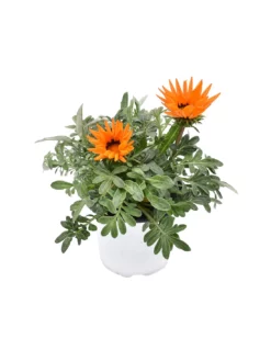 GAZZANIA Diametro Vaso 14 Cm