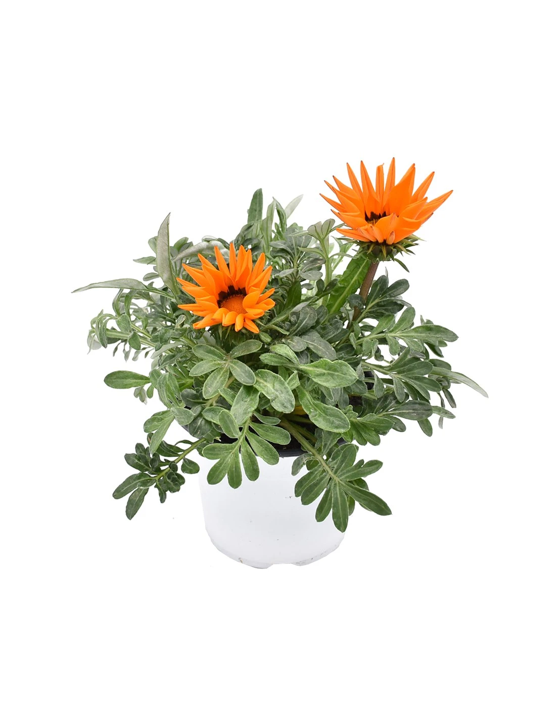 GAZZANIA Diametro Vaso 14 Cm 1 GAZZANIA Diametro Vaso 14 Cm