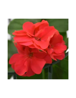 Gazebo Parts Direct Sales Store -Vendite Forniture Da Giardino geraneo edera v 14 red 1