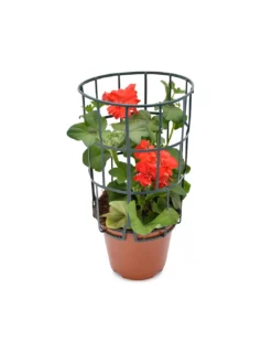 GERANIO EDERA - RED Diametro Vaso 14 Cm