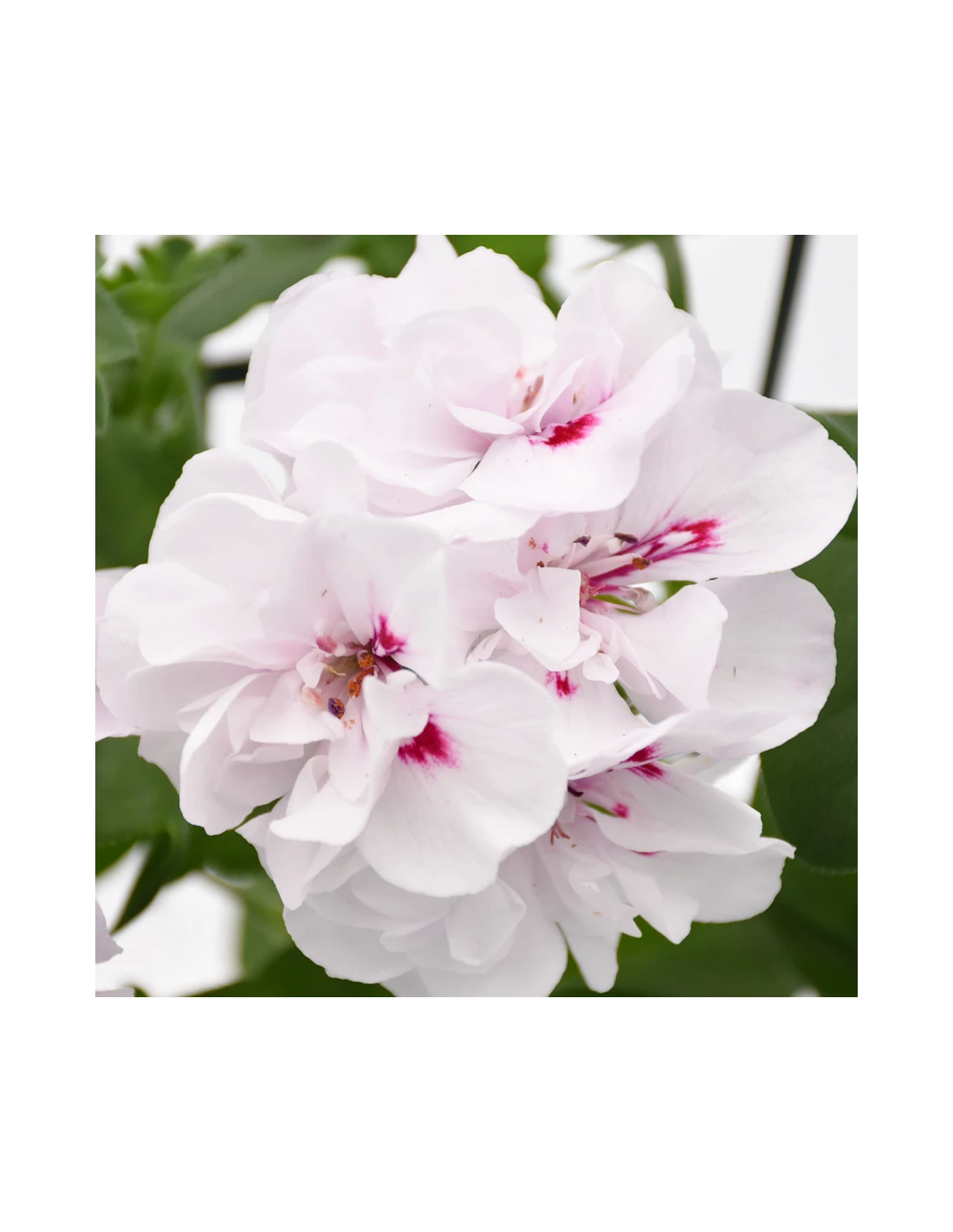 GERANIO EDERA - WHITE Diametro Vaso 14 Cm 2 GERANIO EDERA - WHITE Diametro Vaso 14 Cm - immagine 2