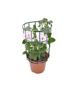 GERANIO EDERA - WHITE Diametro Vaso 14 Cm