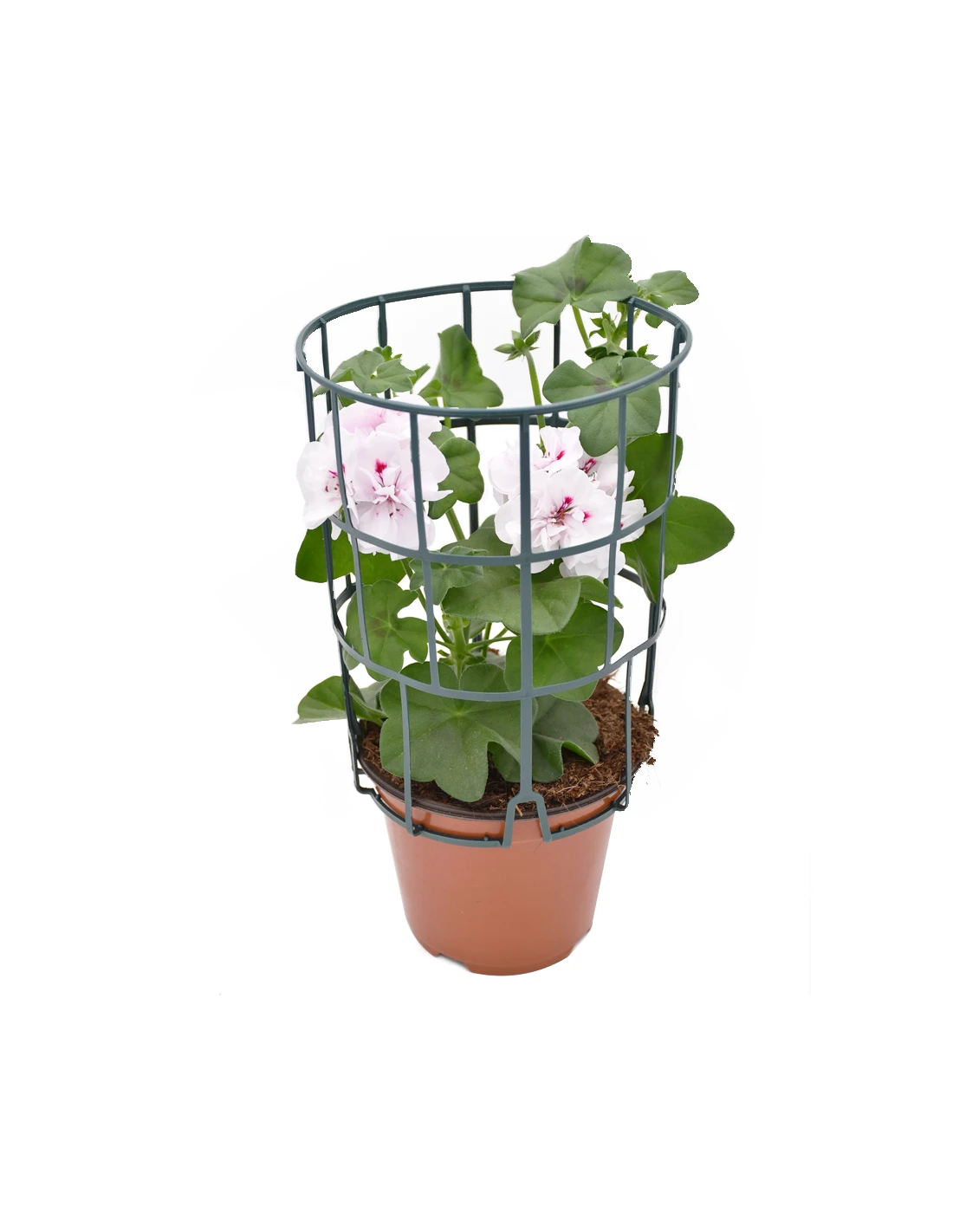 GERANIO EDERA - WHITE Diametro Vaso 14 Cm 1 GERANIO EDERA - WHITE Diametro Vaso 14 Cm