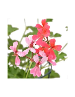 GERANIO PARIGINO - VIOLET Diametro Vaso 14 Cm -Vendite Forniture Da Giardino geraneo parigino v 14 pink 2