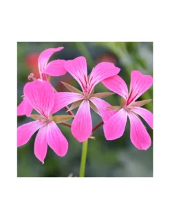 GERANIO PARIGINO - VIOLET Diametro Vaso 14 Cm -Vendite Forniture Da Giardino geraneo parigino v 14 pink 3