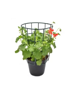 GERANIO PARIGINO - RED Diametro Vaso 14 Cm