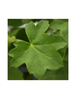 GERANIO PARIGINO - WHITE Diametro Vaso 14 Cm -Vendite Forniture Da Giardino geraneo parigino v 14 white 2