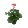 GERANIO ZONALE - ARANCIONE Diametro Vaso 14 Cm